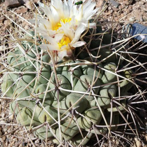 Bird's nest cactus (Thelocactus rinconensis)