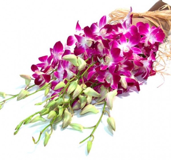 Dendrobium_Orchid
