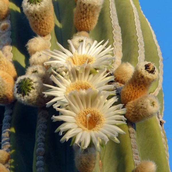 The cardon [Pachycereus pringlei] Cactus