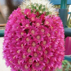 golden Barel cactus