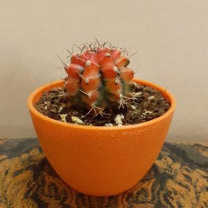 Cactus OrangePot-1