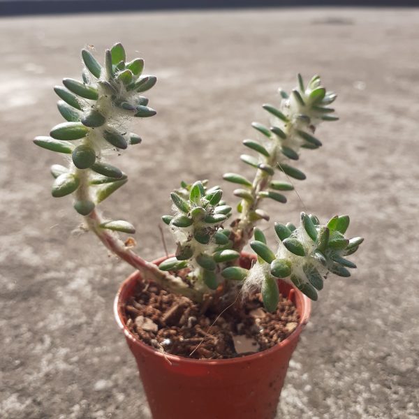 Succulent-008 (Small)