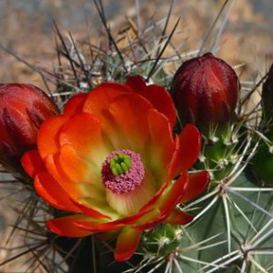 Cactus1