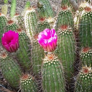 Cactus3