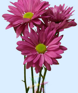 Chrysanthemum-pink