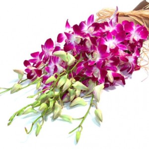 Dendrobium_Orchid