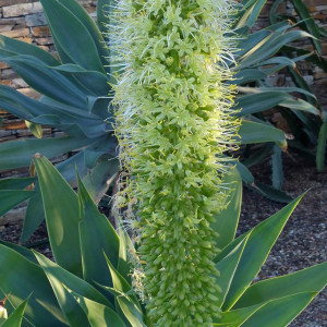 The agave attentuata (also known as the Foxtail or Lion's Tail)