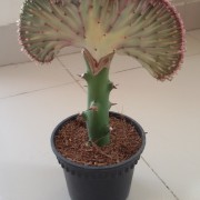 Lactia Cactus